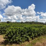 Safra de café deve atingir 56 milhões de sacas em 2025