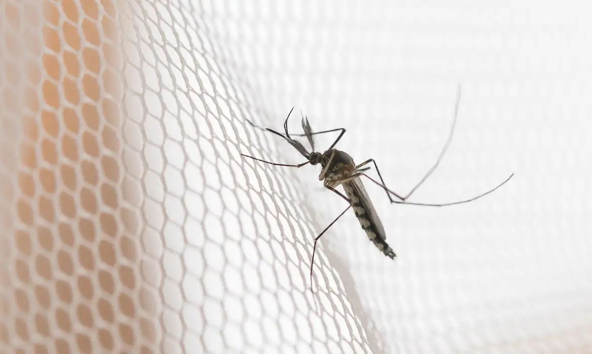 Cidades do noroeste de SP têm maior incidência de casos de dengue 1 Cidades do noroeste de SP têm maior incidência de casos de dengue